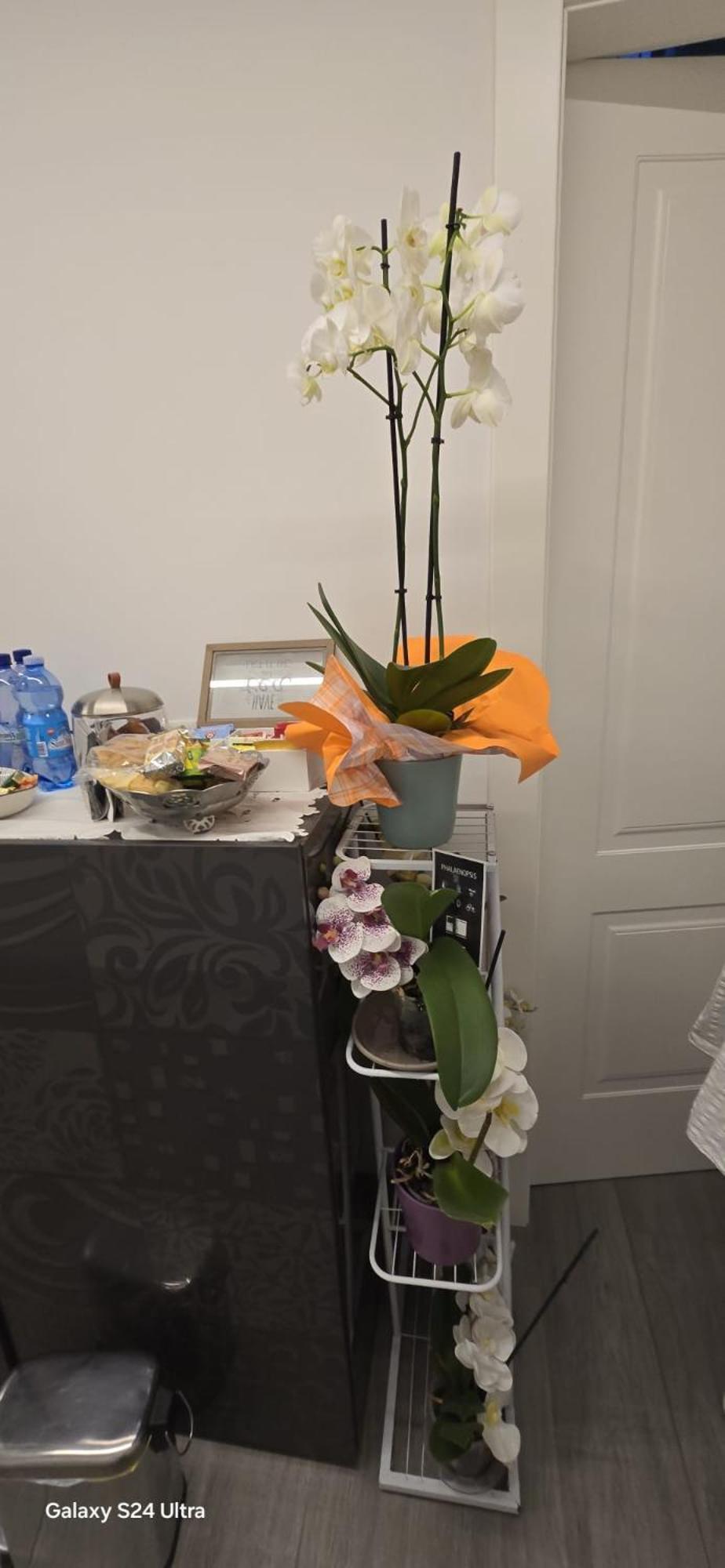 Orchidea Acomodação com café da manhã Bolonha Exterior foto